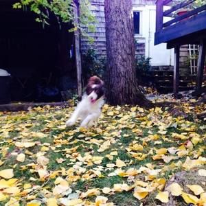 Meet your Posher, Satchel